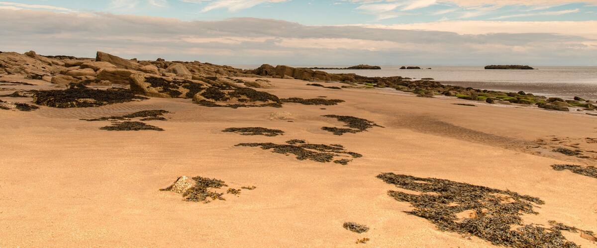 A sandy beach with scattered rocks and seaweed, a calm sea, and a cloudy sky.