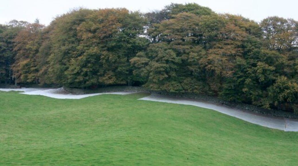 Woodland South of Auldgirth White sheets have been laid below the canopy presumably to gather the nuts. Hazel or acorns?