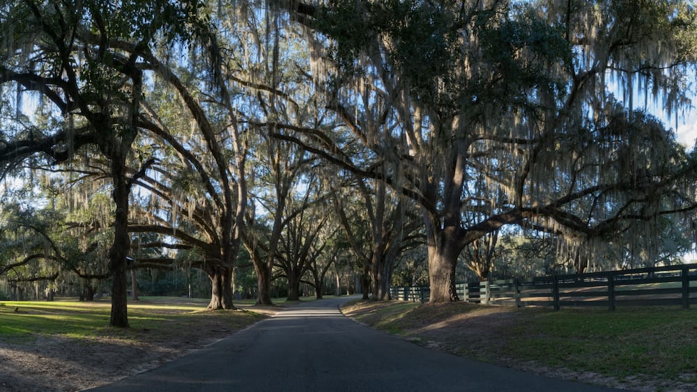 Georgia Plantation