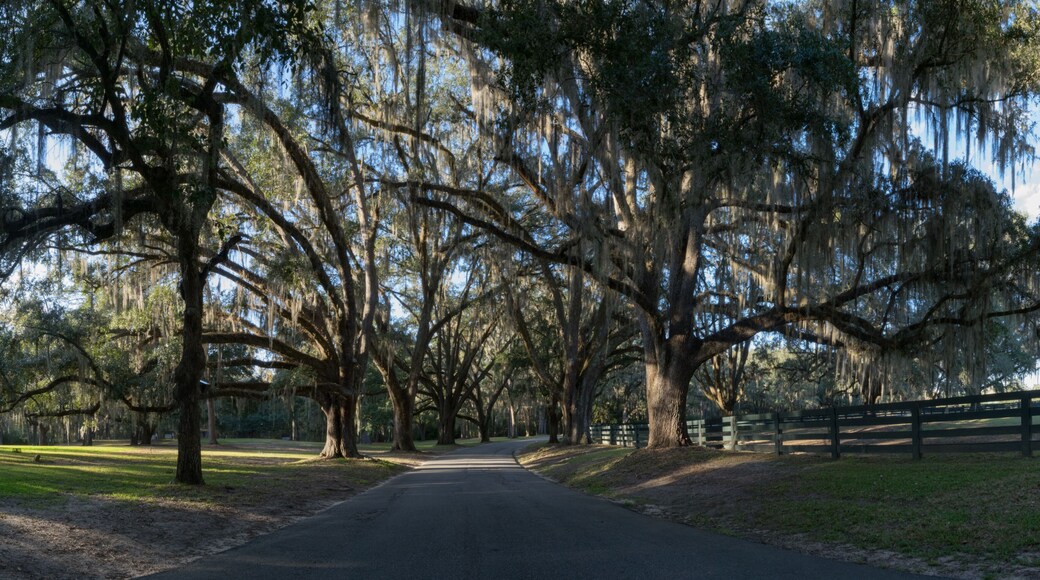 Georgia Plantation