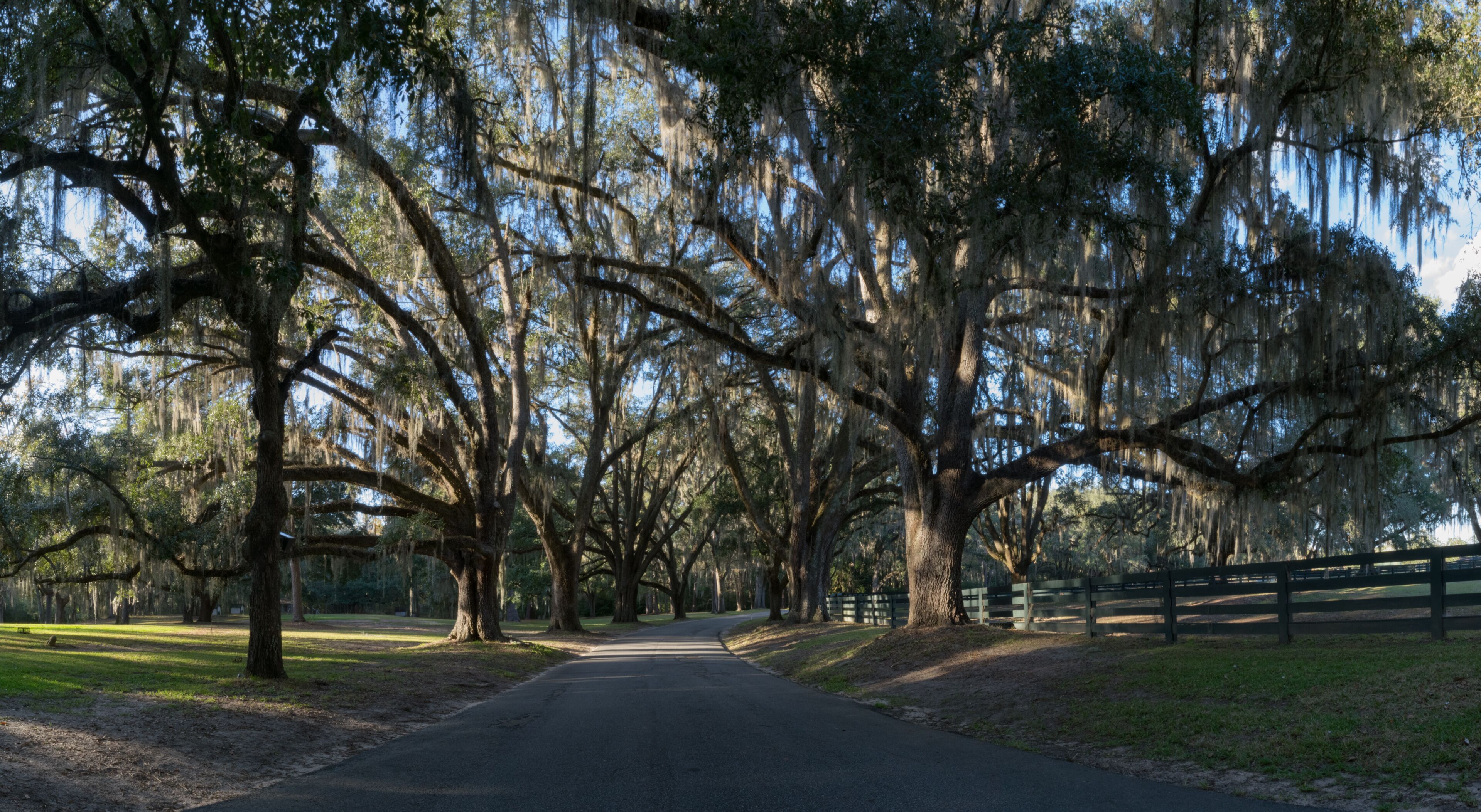 A tree-lined road with large trees bearing Spanish moss, a wooden fence on the right, and a clear sky.