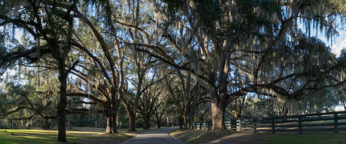 A tree-lined road with large trees bearing Spanish moss, a wooden fence on the right, and a clear sky.