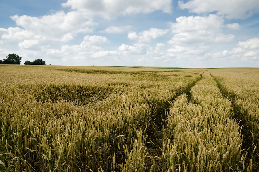 Un extenso campo de trigo con cielo despejado y algunas nubes.