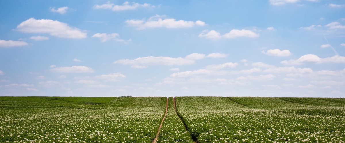 A field of white flowers under a clear blue sky.
