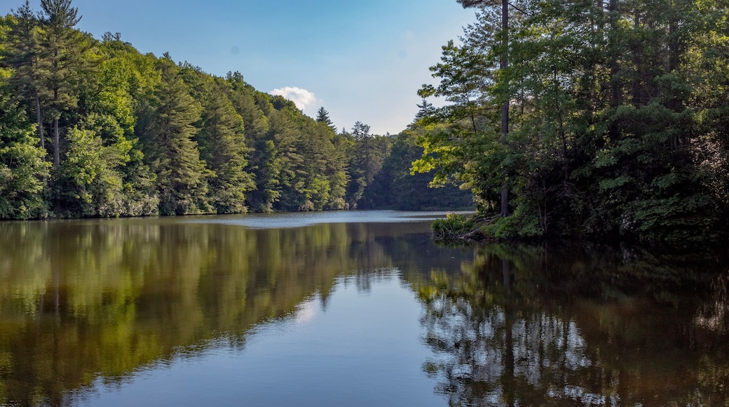 reflection of trees in the water