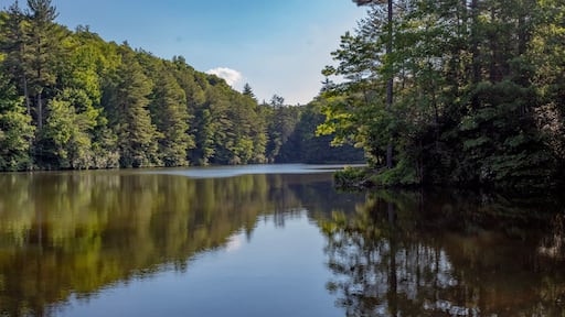 reflection of trees in the water