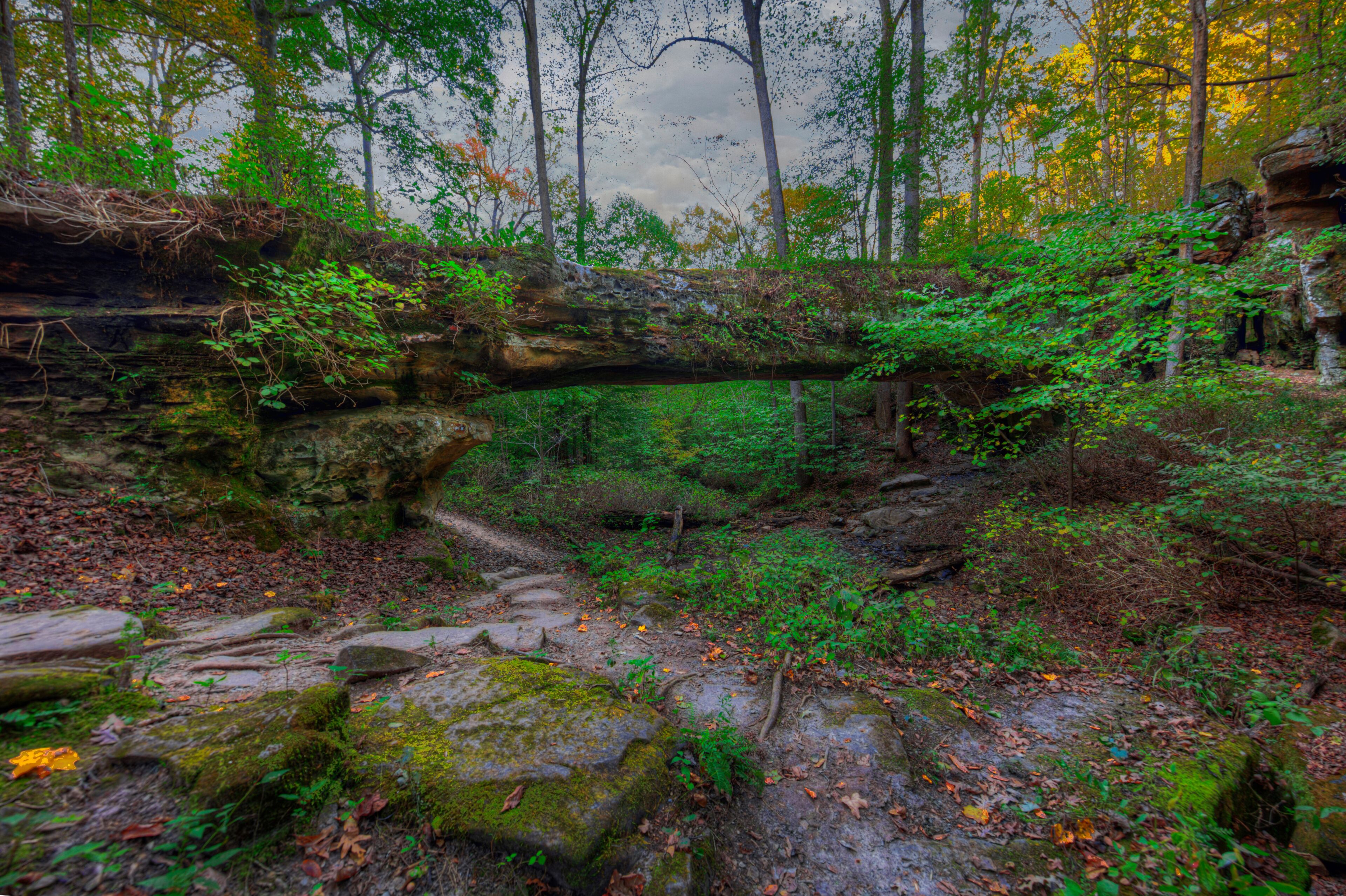 A forest with a moss-covered fallen tree, a rocky stream bed, and dense foliage.