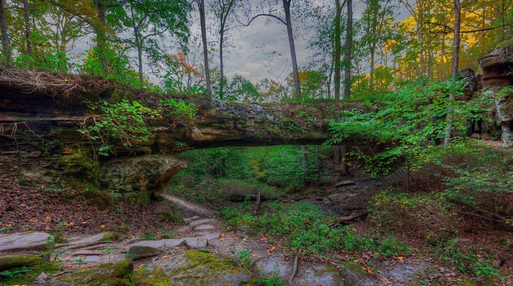 A forest with a moss-covered fallen tree, a rocky stream bed, and dense foliage.