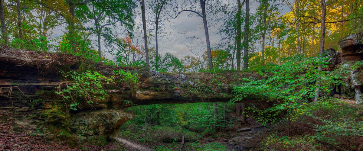 Une forêt avec un arbre tombé recouvert de mousse, un lit de ruisseau rocheux et un feuillage dense.