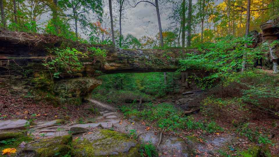 A forest with a moss-covered fallen tree, a rocky stream bed, and dense foliage.