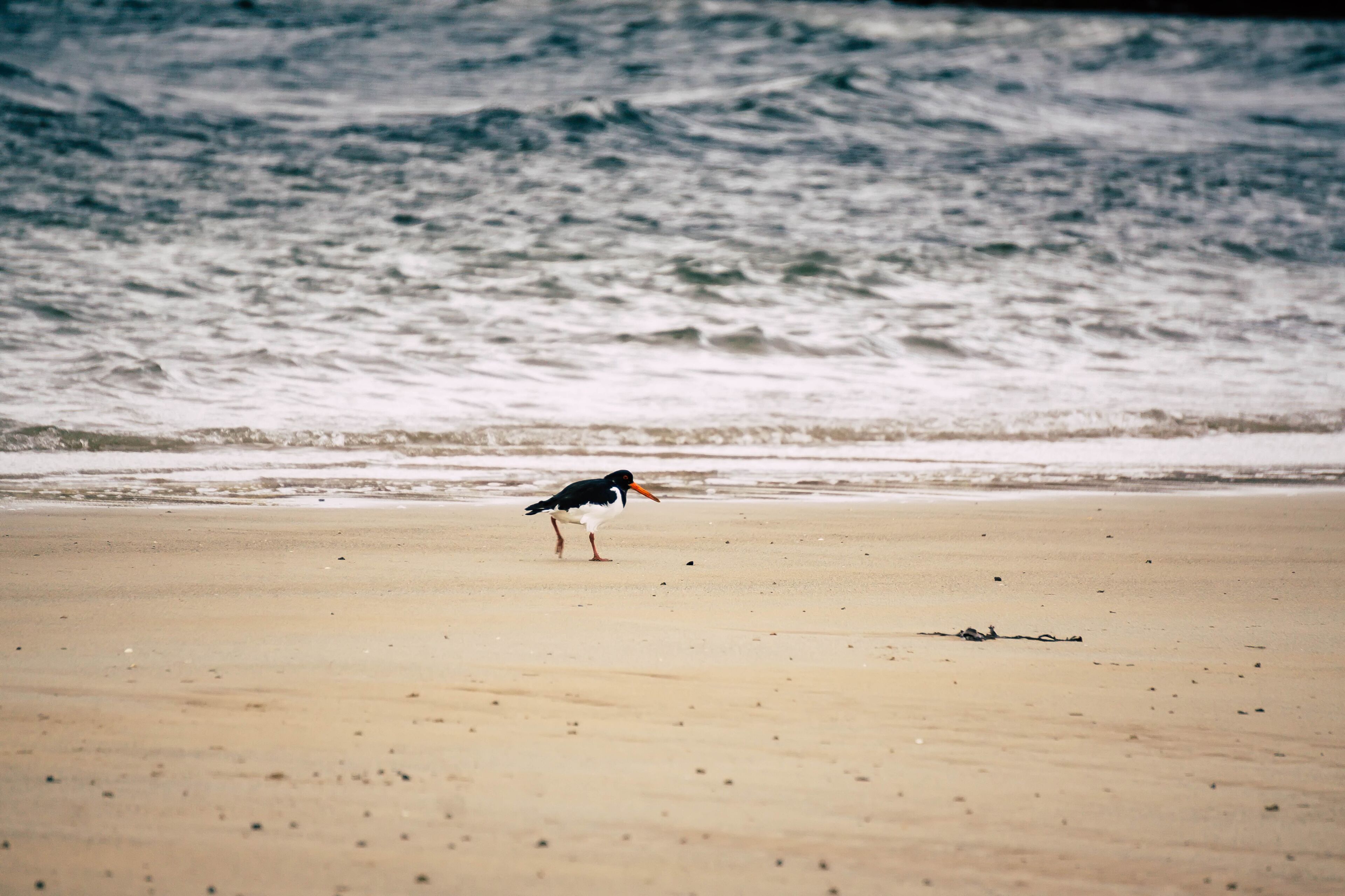 Oyster catcher on Elie's beach, Fife, Scotland