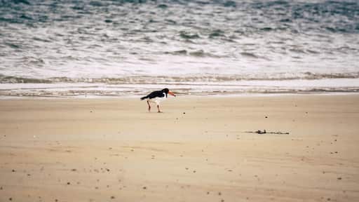 Oyster catcher on Elie's beach, Fife, Scotland