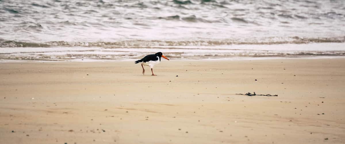 A beach with a bird standing on the sand near the water's edge.
