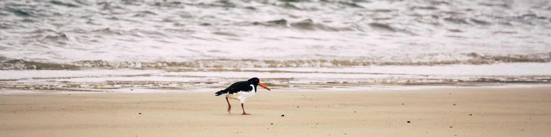 A beach with a bird standing on the sand near the water's edge.