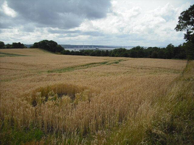 Almost harvest time A field of ripe wheat awaiting harvest.