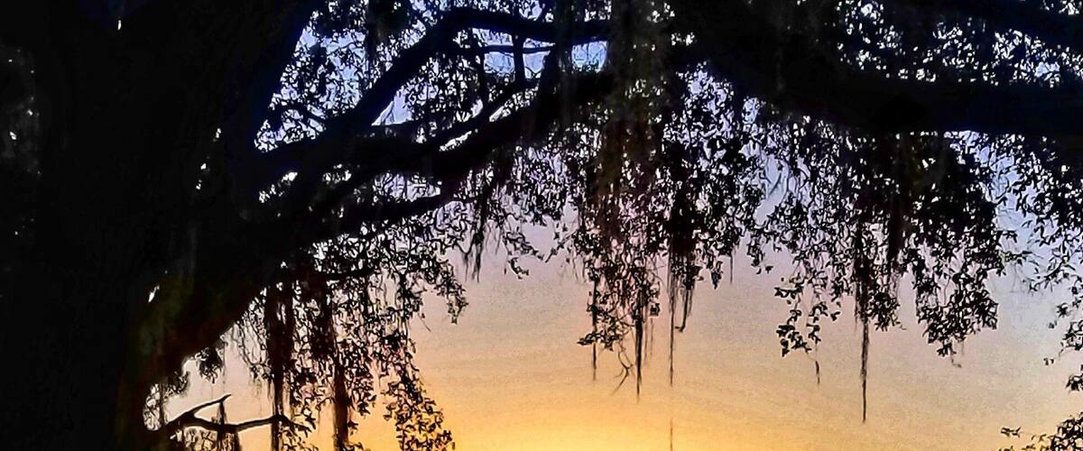 A sunset over a grassy field with a tree in the foreground.