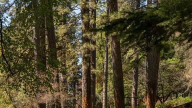Path inside Empire Mine State Park, Grass Valley, California, USA, in the spring