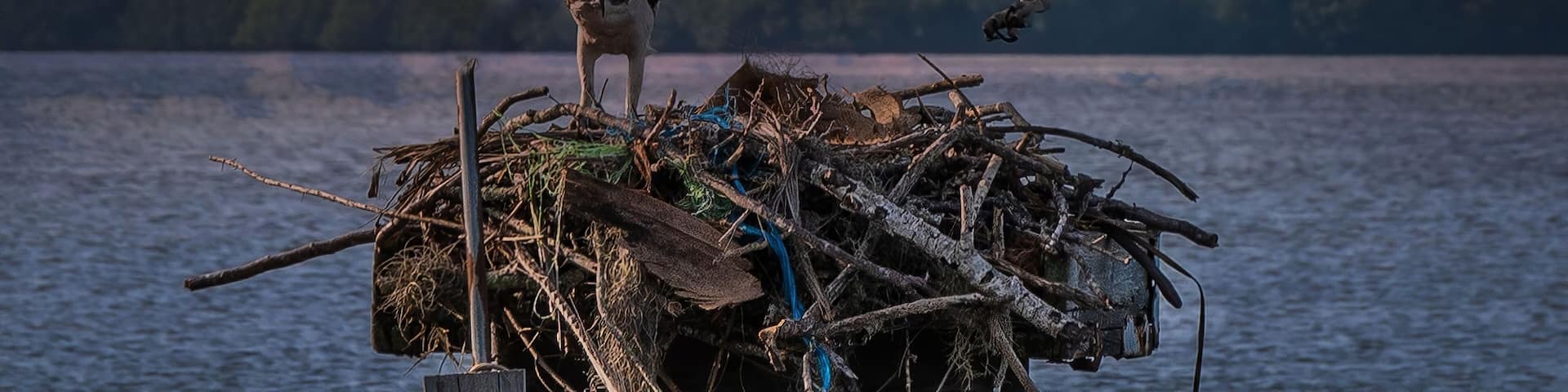 Osprey tending their nest