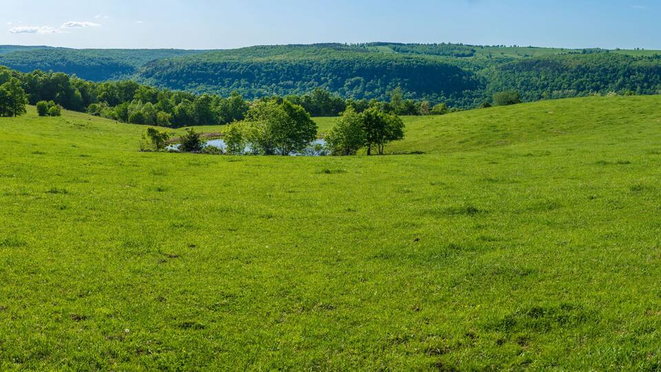 A green field with trees and a small building in the distance.