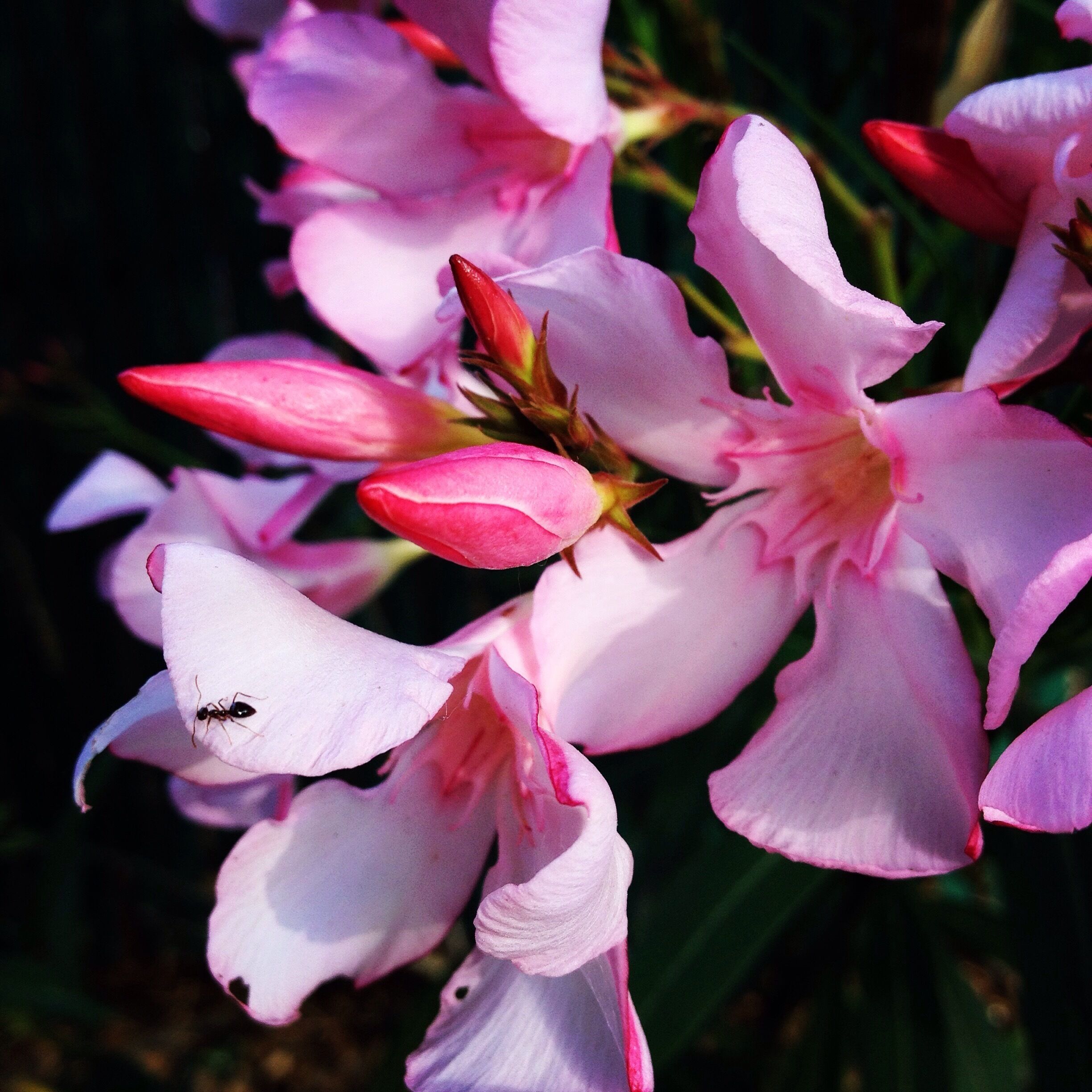 Ant enjoying the nectar of this flower