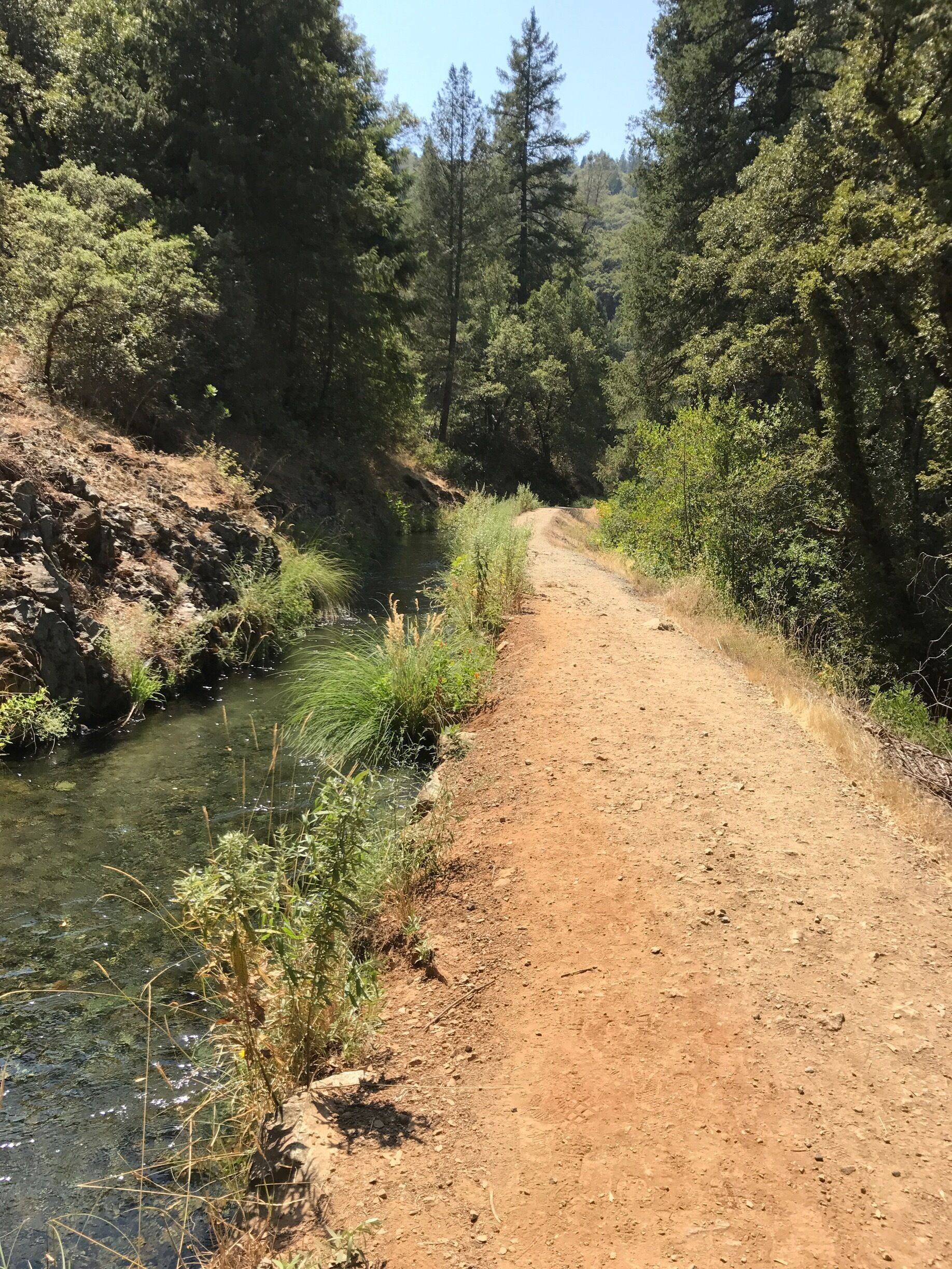 A dirt path beside a river, surrounded by dense forest and tall trees.