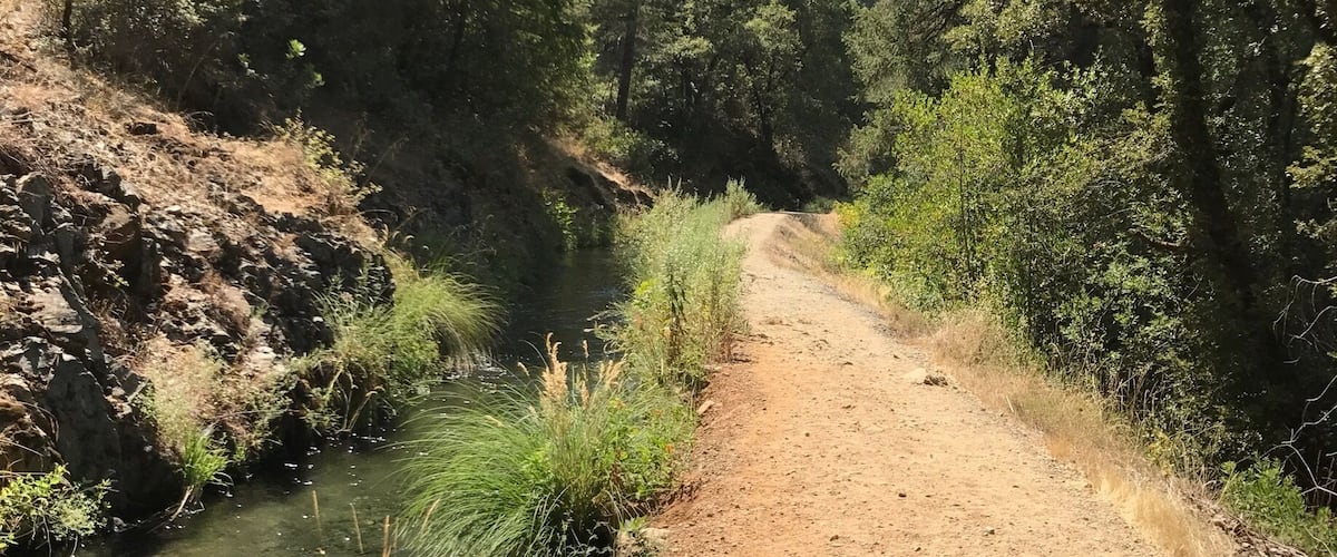 A dirt path beside a river, surrounded by dense forest and tall trees.
