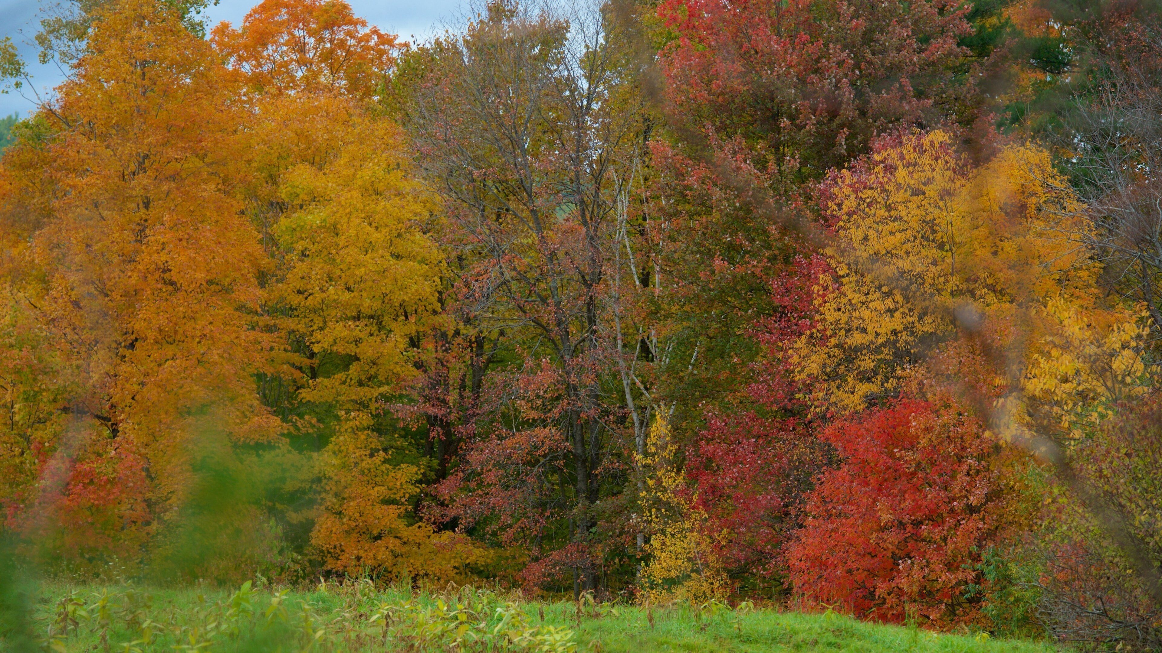 Peterborough showing autumn leaves and forest scenes
