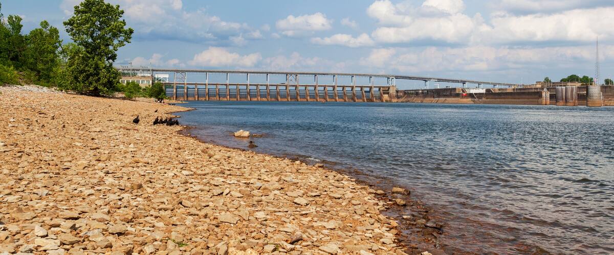 A wake of Black Vultures on the shoreline of the Tennessee River at the Pickwick Landing hydroelectric lock and Dam on the Tennessee River..
