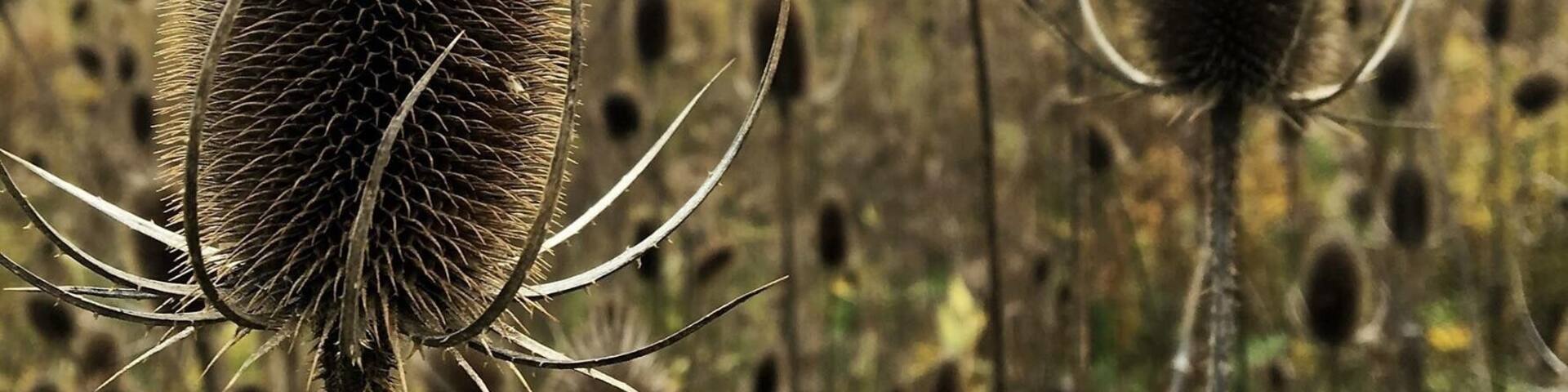 Cool little park, nice fall hike, easy for kids