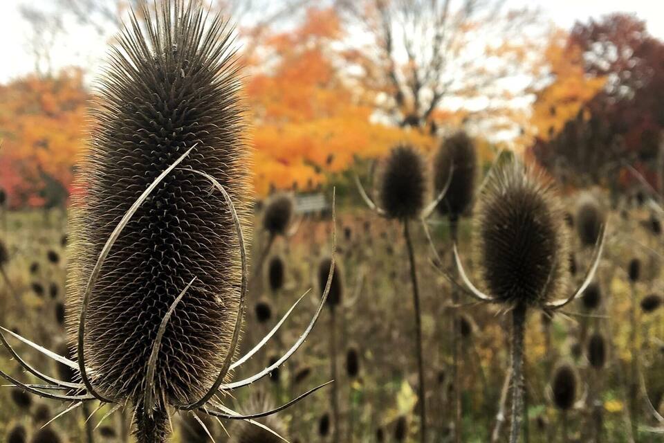 A field of tall, spiky plants with a backdrop of autumn-colored trees.