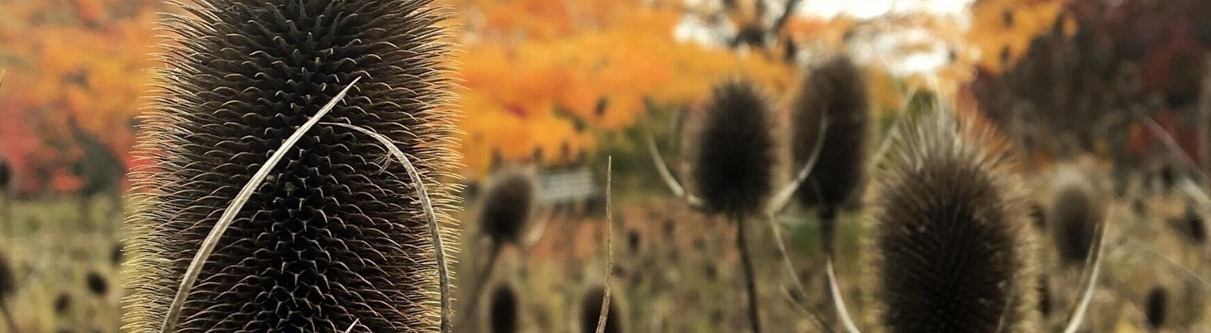 Cool little park, nice fall hike, easy for kids