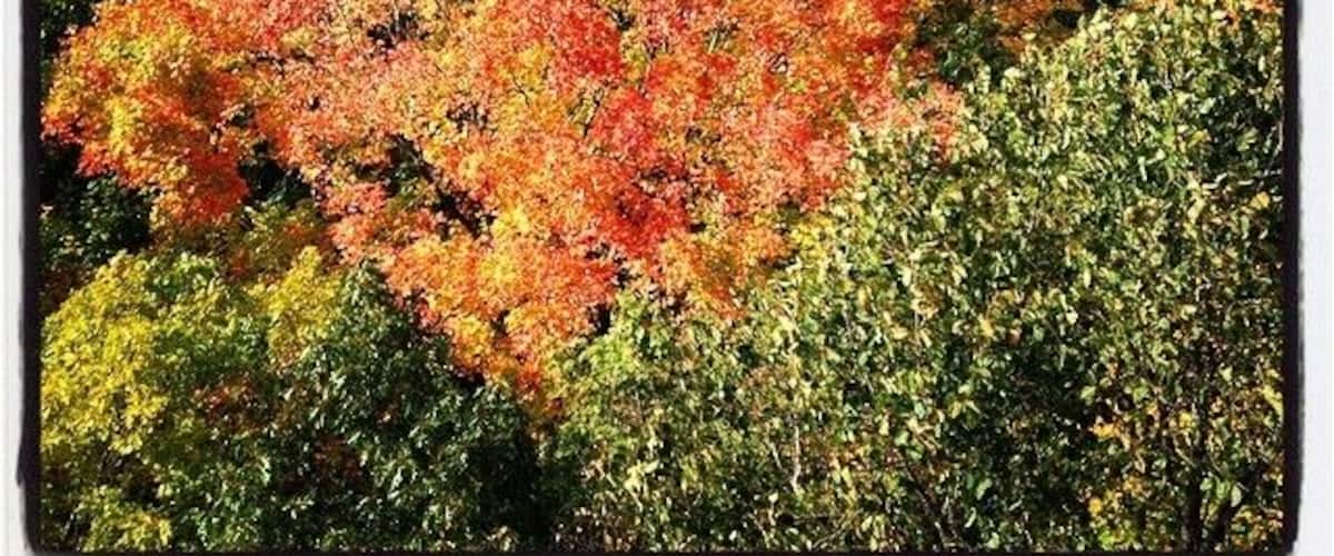 A forest with autumn foliage, including red, orange, and yellow leaves.
