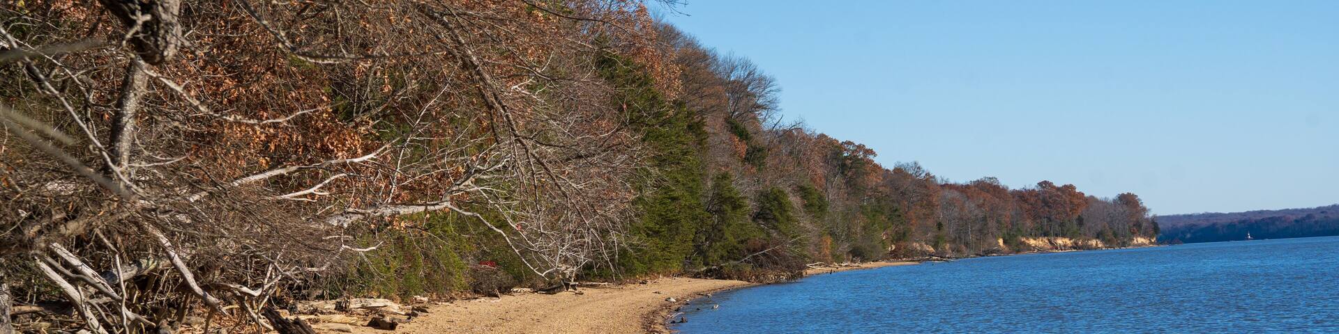 A pebbly beach with a fallen tree, a clear blue lake, and a forested shoreline.