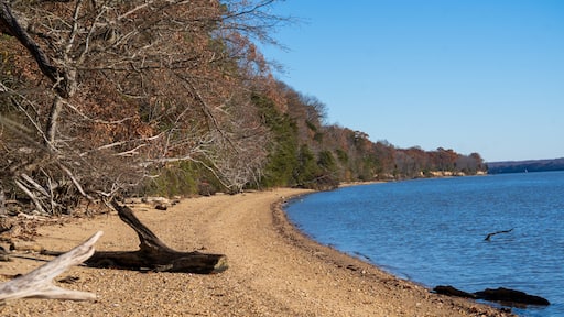A pebbly beach with a fallen tree, a clear blue lake, and a forested shoreline.