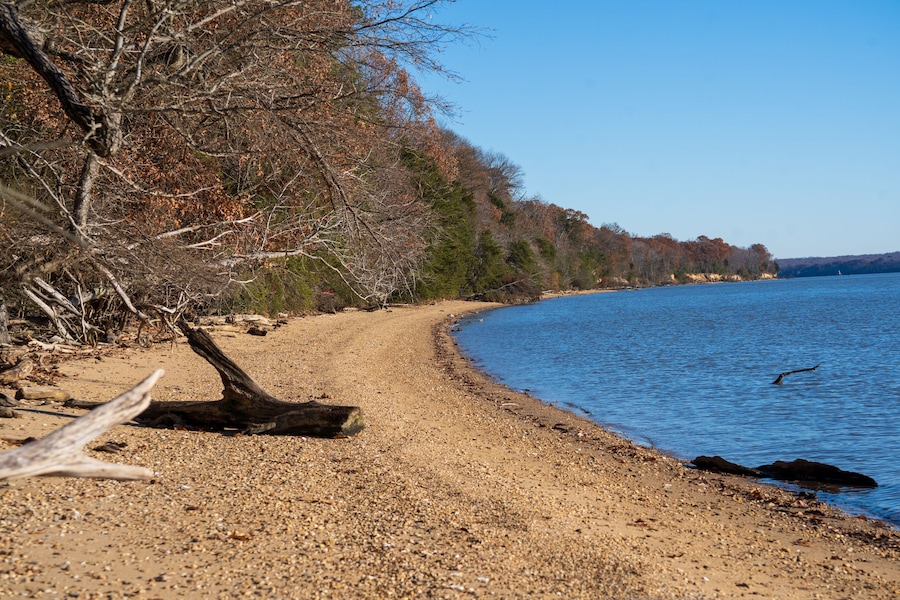 A pebbly beach with a fallen tree, a clear blue lake, and a forested shoreline.