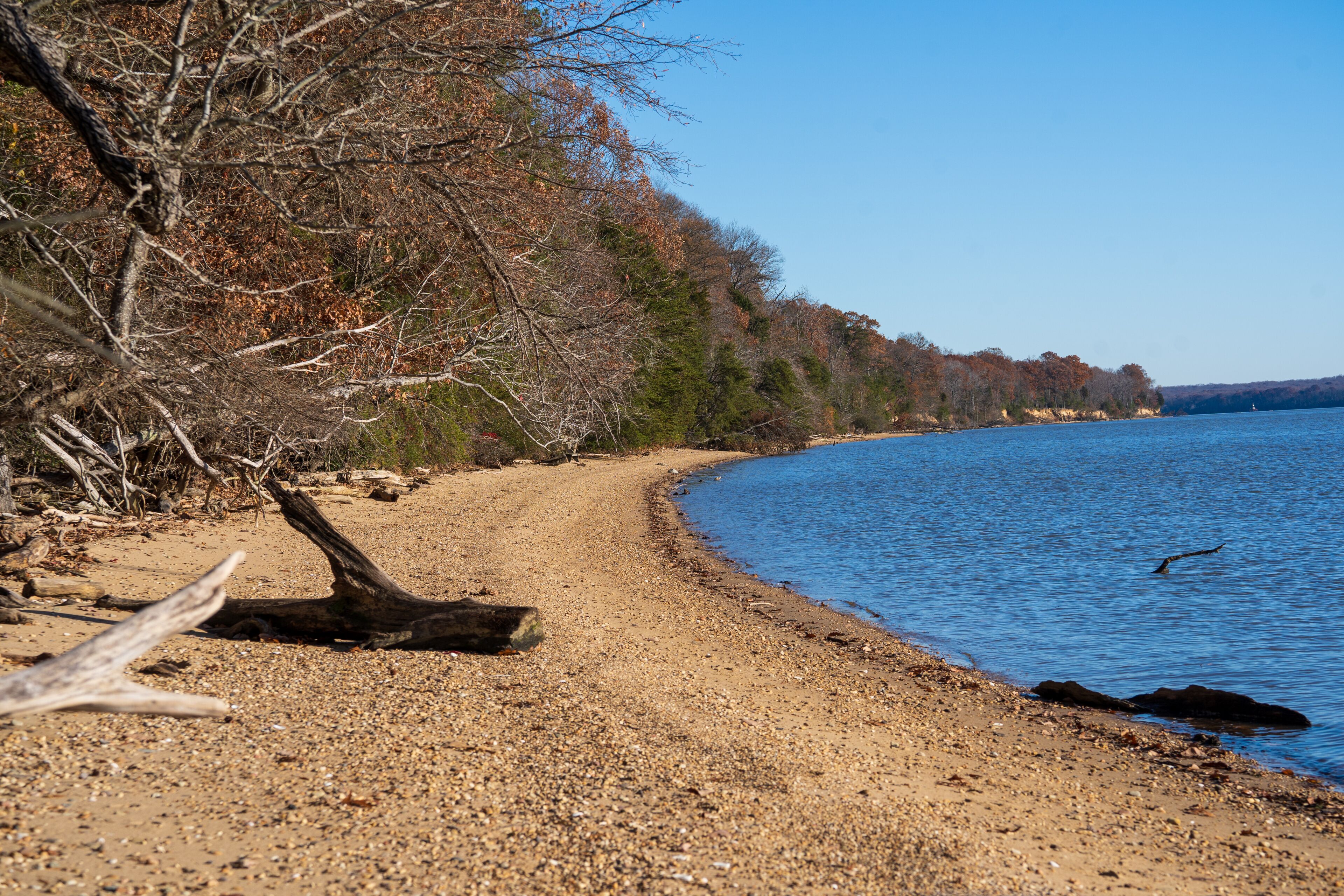 A pebbly beach with a fallen tree, a clear blue lake, and a forested shoreline.