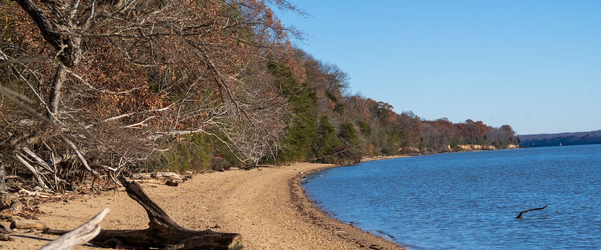 A pebbly beach with a fallen tree, a clear blue lake, and a forested shoreline.