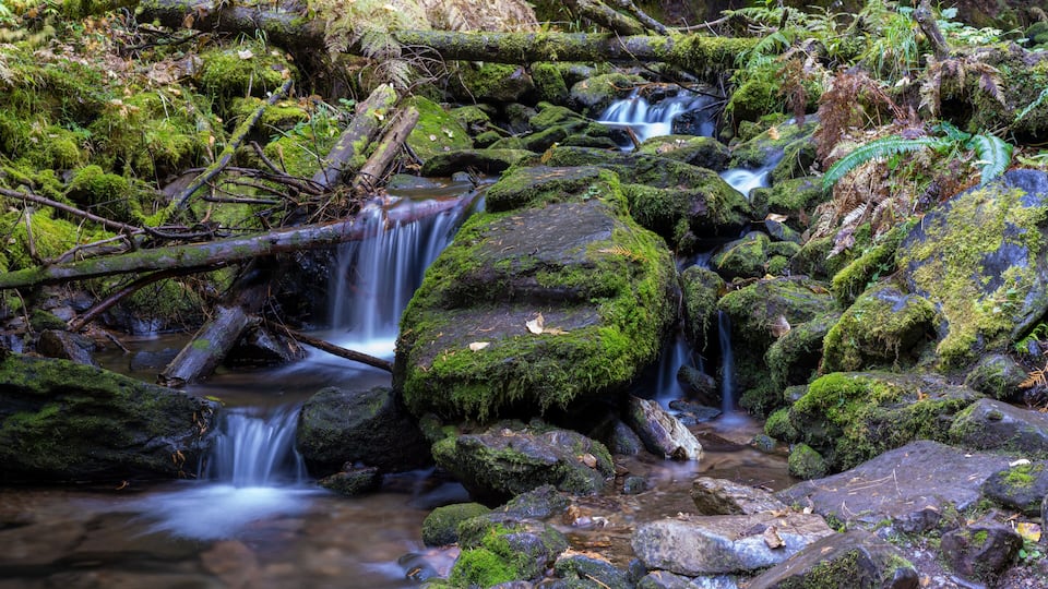 A moss-covered stream flowing over rocks in a forest.