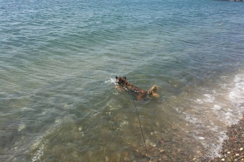 A dog swimming in a clear lake with a rocky shore and a distant island.