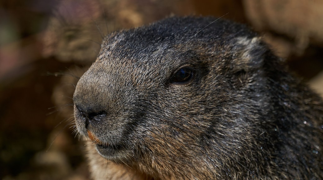 Marmota monax, groundhog known from movie groundhog day with punxsutawney phil for weather forecast