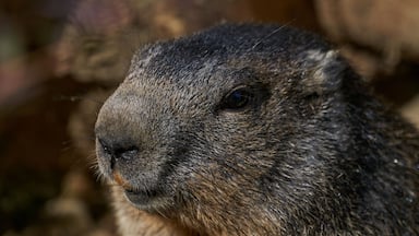 Marmota monax, groundhog known from movie groundhog day with punxsutawney phil for weather forecast