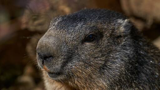 พังค์ซูทอว์นีย์