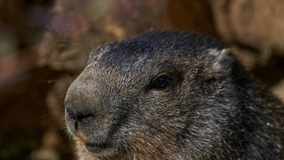 Marmota monax, groundhog known from movie groundhog day with punxsutawney phil for weather forecast