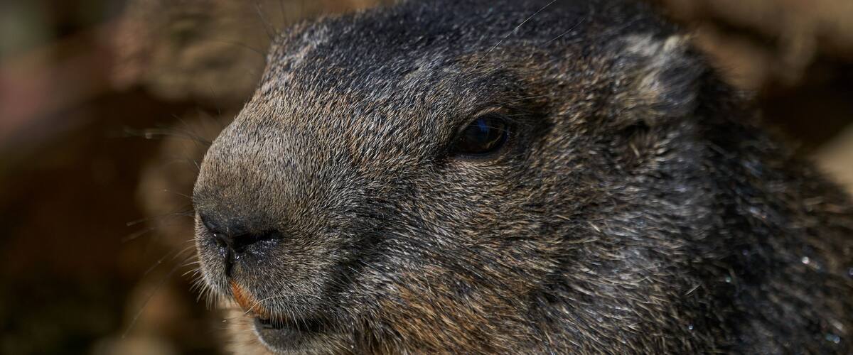 A close-up of a groundhog's face.