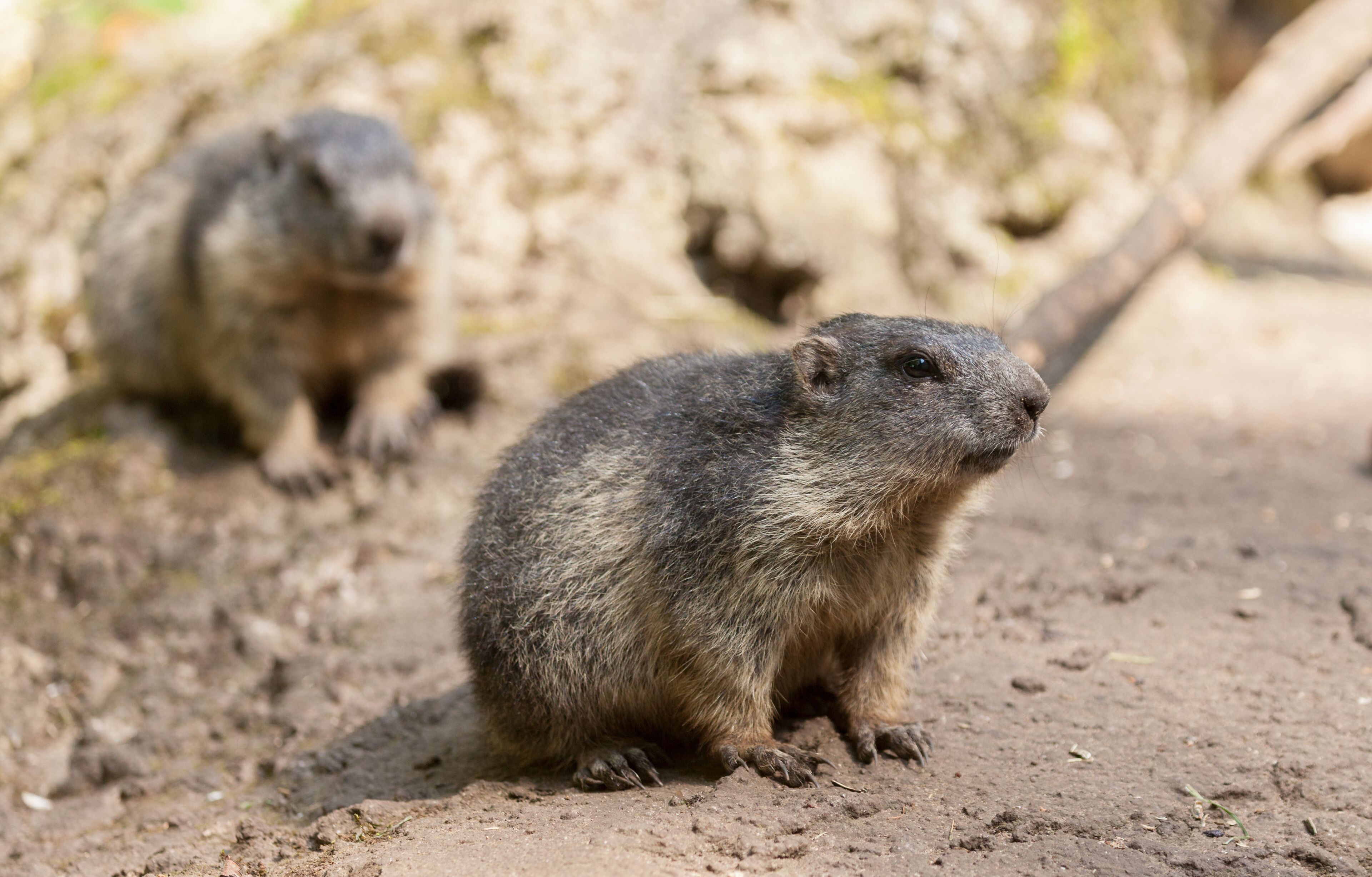 groundhog sits on ground and looks to the side