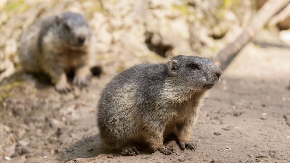 groundhog sits on ground and looks to the side
