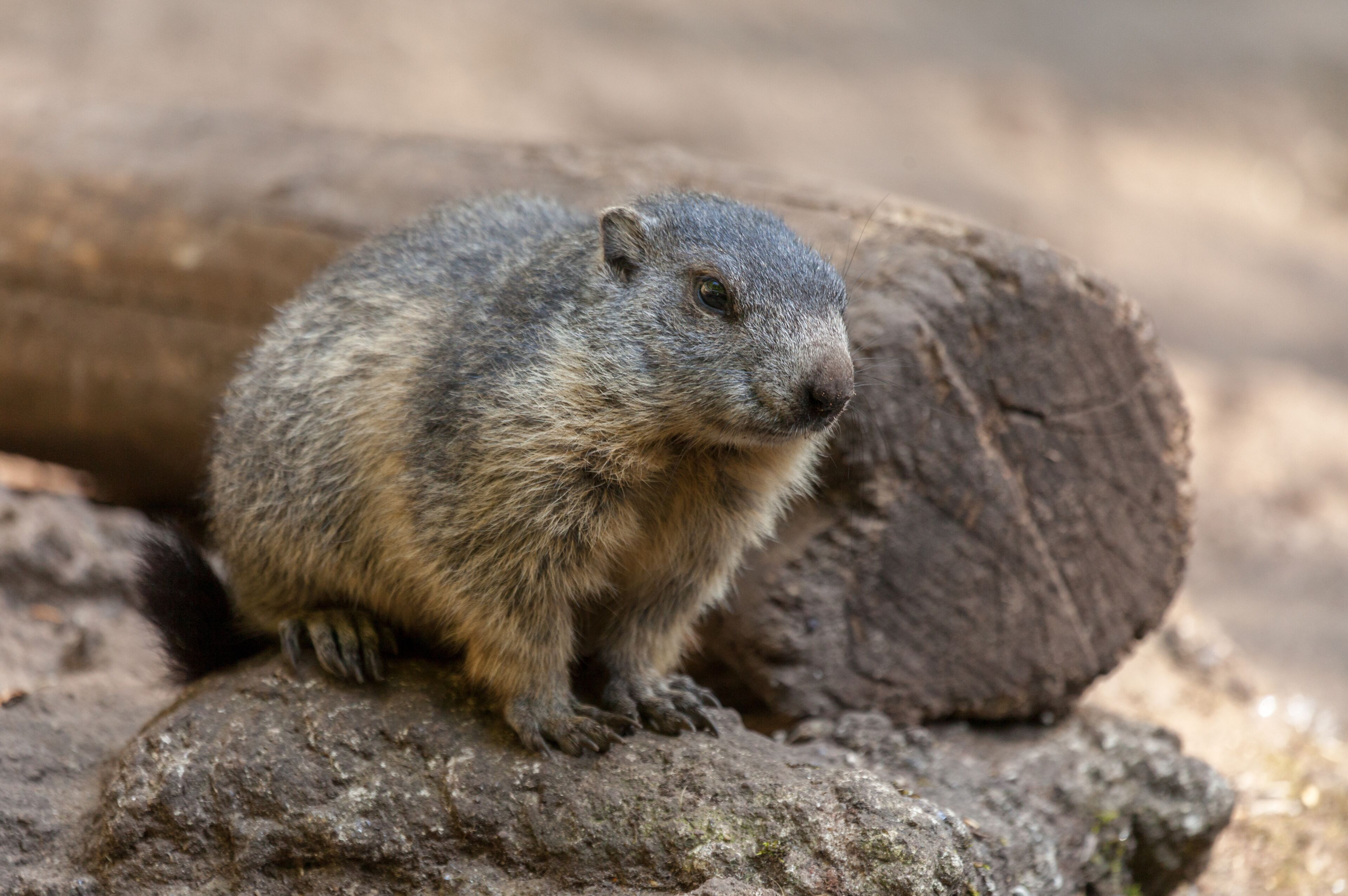 Una marmota sentada sobre una roca.