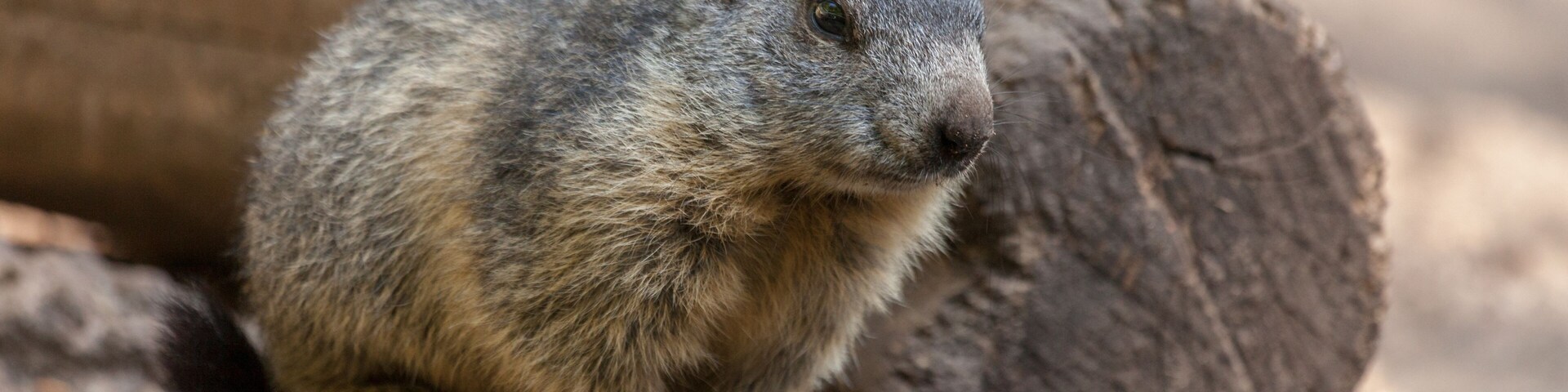Una marmota sentada sobre una roca.