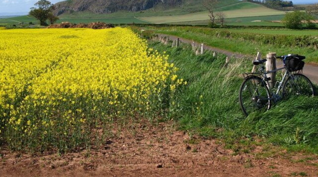 The road to Traprain The road out of Papple that heads towards Whittinghame. In the background Traprain Law dominates the view. It has been occupied/used from Neolithic times, through the Bronze age(when it was used for burials), Iron ages up through Roman to about 5th century AD. There are remains of an ancient fort on the top.