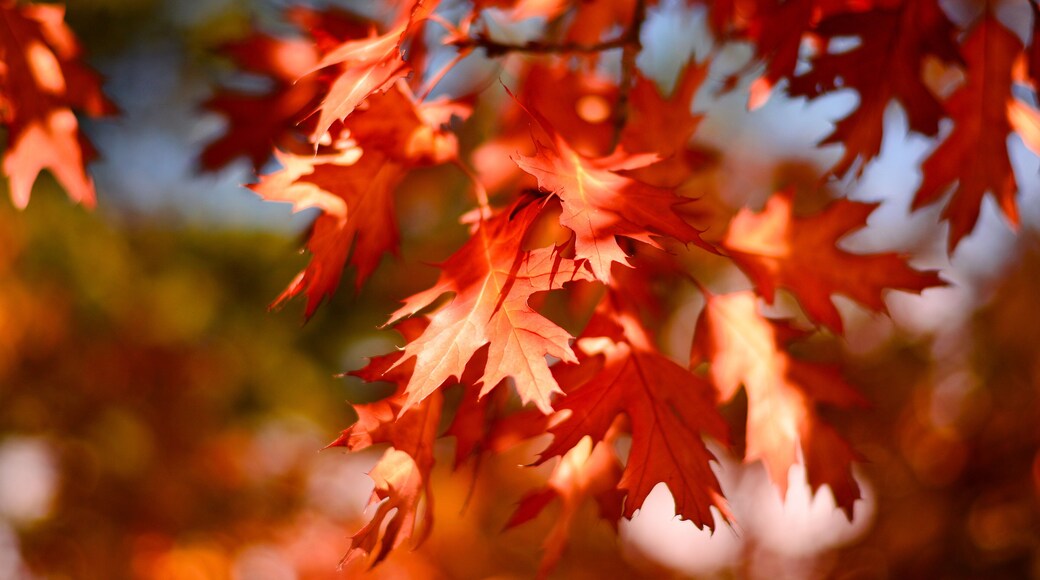 the colors of autumn